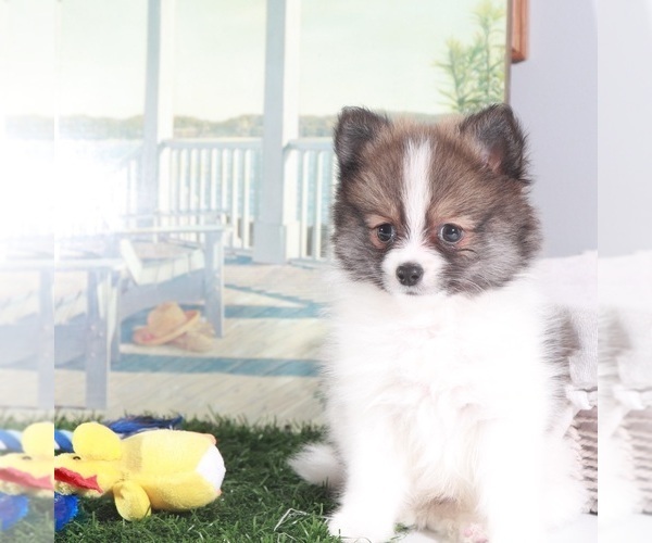 Medium Photo #3 Pomeranian Puppy For Sale in MOUNT VERNON, OH, USA