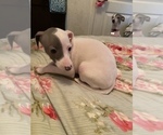 Puppy 5 Italian Greyhound