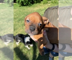 Boxer-Mutt Mix Dog for Adoption in PHOENIX, Arizona USA