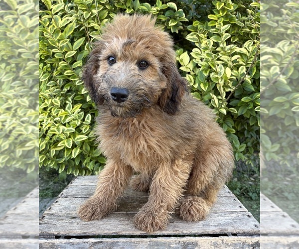 Medium Photo #4 Whoodle (Miniature) Puppy For Sale in MIDDLEBURY, IN, USA