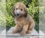 Small #3 Whoodle (Miniature)