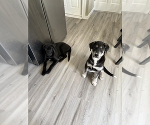 Labsky Puppy for sale in JOHNSTON, RI, USA