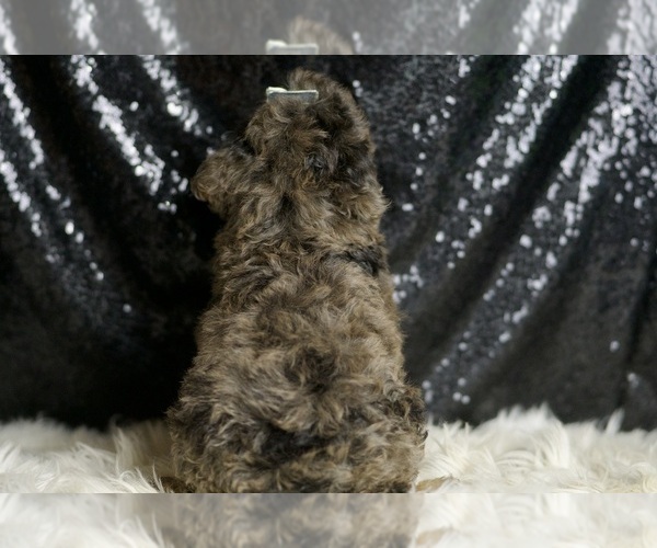 Medium Photo #73 Poodle (Toy) Puppy For Sale in WARSAW, IN, USA