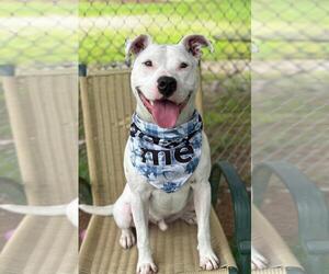 American Pit Bull Terrier-Unknown Mix Dogs for adoption in Spring Lake, NJ, USA