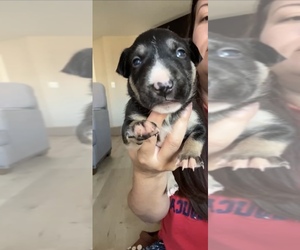 Bull Terrier Puppy for sale in DECATUR, TN, USA