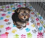 Small #11 Yorkshire Terrier