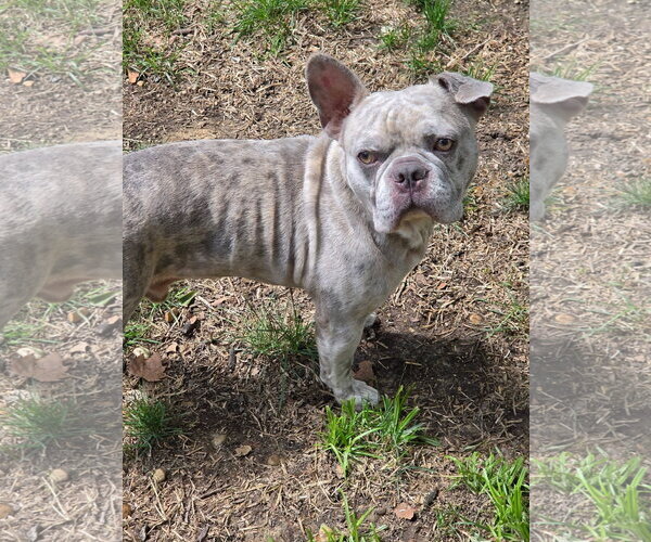 Medium Photo #3 Free-Lance Bulldog Puppy For Sale in Germantown, OH, USA