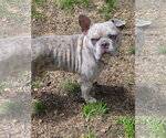 Small #2 Free-Lance Bulldog