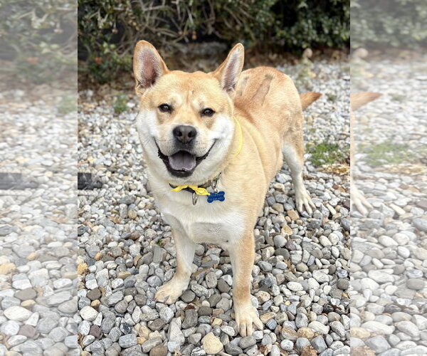 Medium Photo #6 Mutt Puppy For Sale in Spring Lake, NJ, USA