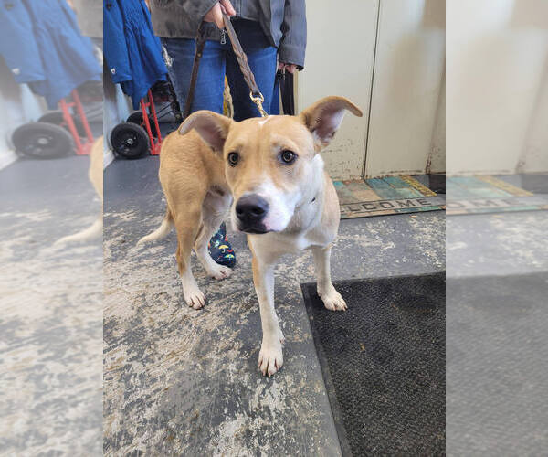 Medium Photo #1 Siberian Husky-Unknown Mix Puppy For Sale in Linton, IN, USA