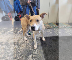 Siberian Husky-Unknown Mix Dogs for adoption in Linton, IN, USA