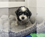 Small #2 Maltipoo (Miniature)