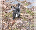 Small Photo #14 French Bulldog Puppy For Sale in N CHESTERFLD, VA, USA