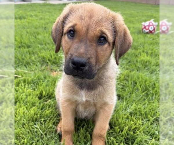 Medium Photo #4 Labrador Retriever-Unknown Mix Puppy For Sale in San Diego, CA, USA