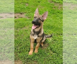 German Shepherd Dog Puppy for Sale in BEAVER FALLS, Pennsylvania USA