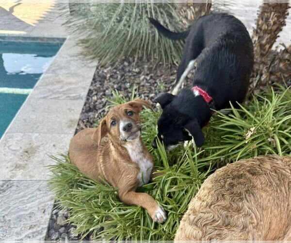 Medium Photo #3 Mutt Puppy For Sale in Cave Creek, AZ, USA