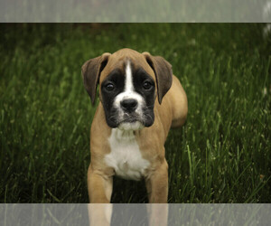 Boxer Puppy for sale in SHIPSHEWANA, IN, USA