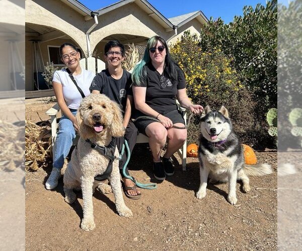 Medium Photo #14 Siberian Husky Puppy For Sale in  Ramona, CA, USA