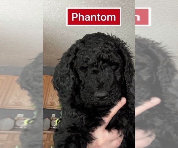 Medium Photo #1 Goldendoodle Puppy For Sale in LOS LUNAS, NM, USA