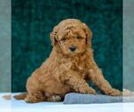 Small Photo #4 Goldendoodle (Miniature) Puppy For Sale in LANCASTER, PA, USA