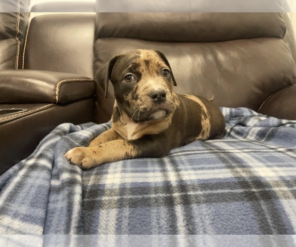 Medium Photo #99 American Bully Puppy For Sale in REESEVILLE, WI, USA