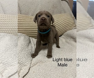 Labrador Retriever Puppy for sale in CIBOLO, TX, USA