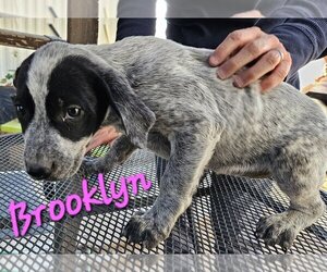 Bluetick Coonhound-Labrador Retriever Mix Dogs for adoption in Willcox, AZ, USA
