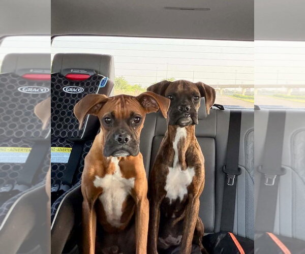 Medium Photo #4 Boxer Puppy For Sale in Dumont, NJ, USA