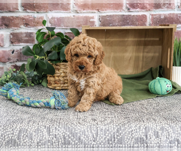 Medium Photo #2 Goldendoodle mix (+ Poodle Standard) Puppy For Sale in SYRACUSE, IN, USA