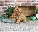 Small #1 Goldendoodle mix (+ Poodle Standard)