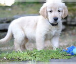 Small #1 Golden Retriever