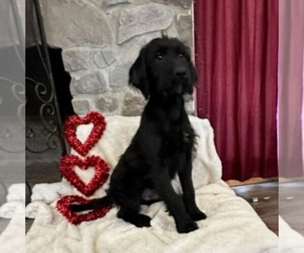 Medium Photo #3 Labradoodle Puppy For Sale in GREENCASTLE, PA, USA
