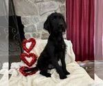 Small Photo #3 Labradoodle Puppy For Sale in GREENCASTLE, PA, USA