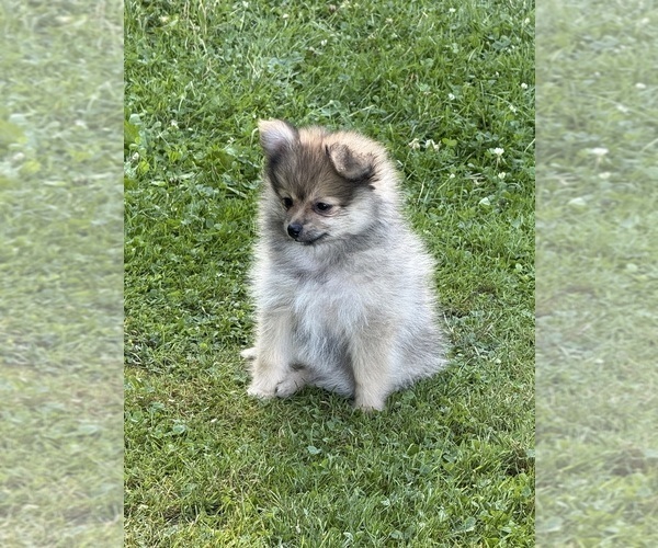 Medium Photo #3 Pomeranian Puppy For Sale in DENVER, CO, USA