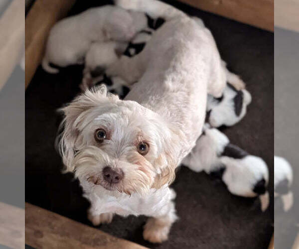 Medium Photo #1 Havanese Puppy For Sale in GOSHEN, IN, USA