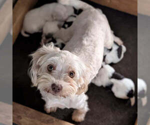 Mother of the Havanese puppies born on 04/09/2026