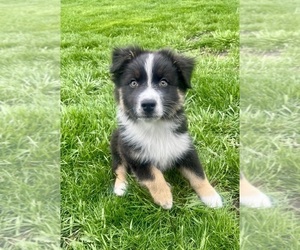 Australian Shepherd Puppy for Sale in LODA, Illinois USA