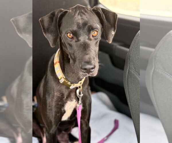 Medium Photo #2 Great Dane-Labrador Retriever Mix Puppy For Sale in Bullard, TX, USA