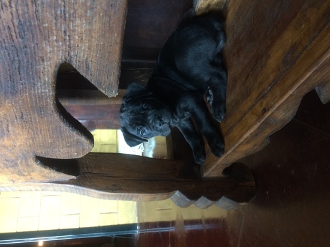 Medium Photo #1 Cane Corso Puppy For Sale in STEPHENVILLE, TX, USA