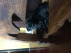 Small Photo #1 Cane Corso Puppy For Sale in STEPHENVILLE, TX, USA