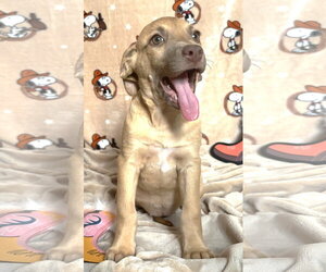 American Pit Bull Terrier-Unknown Mix Dogs for adoption in Wetumpka, AL, USA