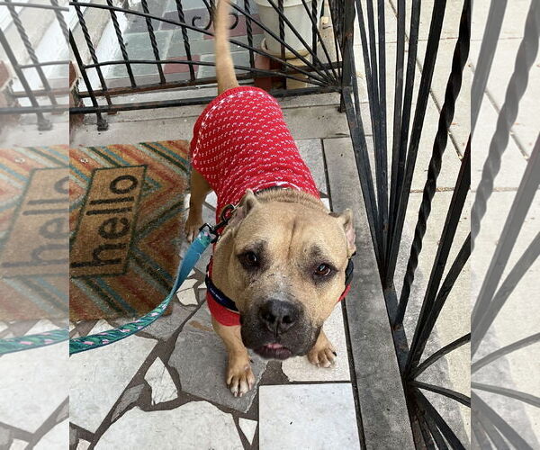 Medium Photo #21 Mutt Puppy For Sale in Philadelphia, PA, USA