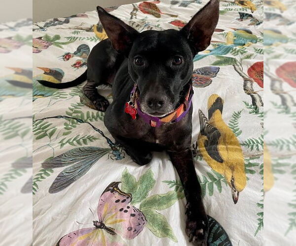 Medium Photo #1 Labrador Retriever-Unknown Mix Puppy For Sale in San Diego, CA, USA