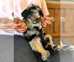 Small #1 Bernedoodle-Golden Mountain Dog Mix