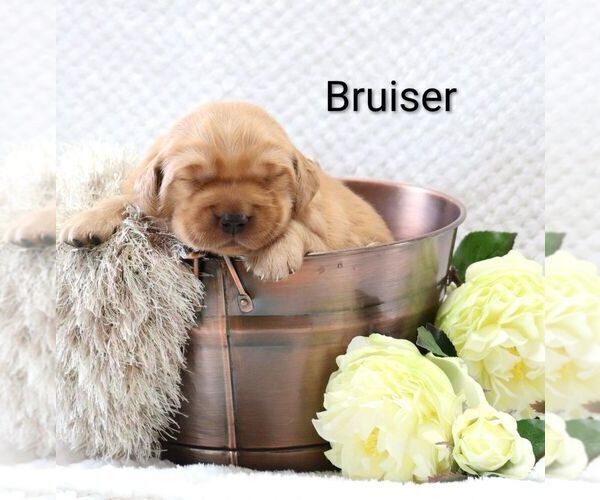 Medium Photo #42 Golden Retriever Puppy For Sale in LOYAL, WI, USA