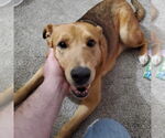 Small #1 Mutt