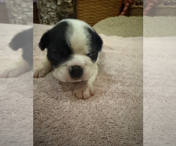 Medium Photo #4 Boston Terrier Puppy For Sale in FREDONIA, KS, USA