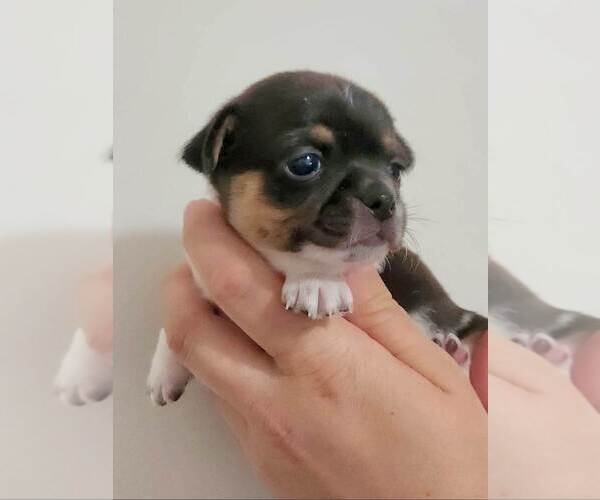 Medium Photo #2 Chihuahua Puppy For Sale in RUSTBURG, VA, USA