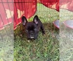 Puppy Puppy 3 French Bulldog