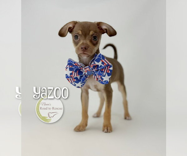 Medium Photo #2 Chug Puppy For Sale in Benton, LA, USA